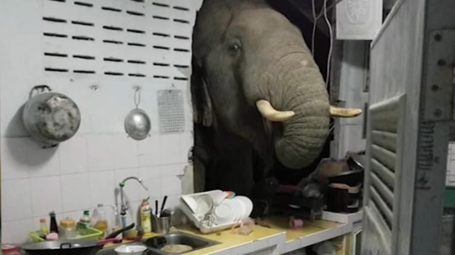 Elephant breaks into kitchen searching for food