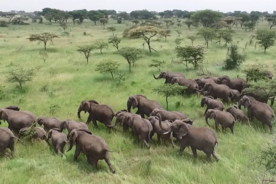 wandering elephants in china new without opinions news other than politics unbiased news 