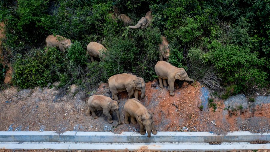 Elephants wandering through cities ??