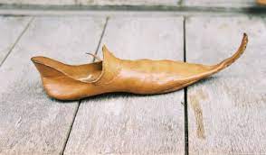 Fashion for pointy shoes unleashed plague of bunions in medieval Britain, follow News Without Politics, NWP, subscribe, remarkable news without bias, non opinionated