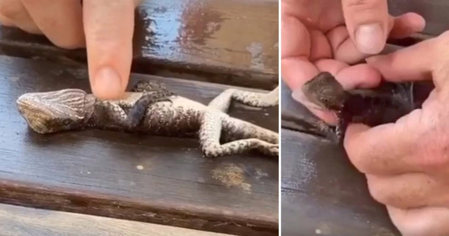 Drowning lizard saved by CPR!
