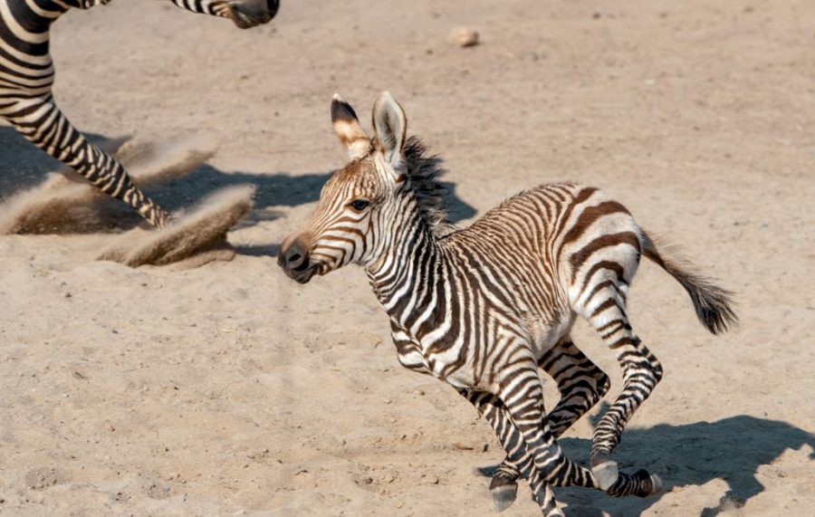 New baby zebra goes for a sprint