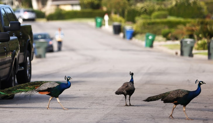 Peacocks: The west coast version of cicadas