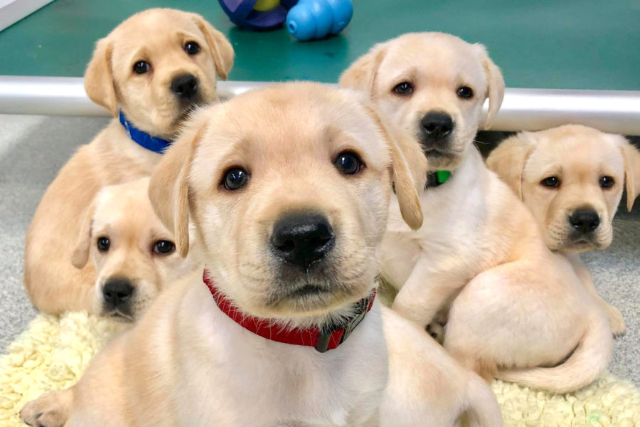 Some puppies understand human cues without training