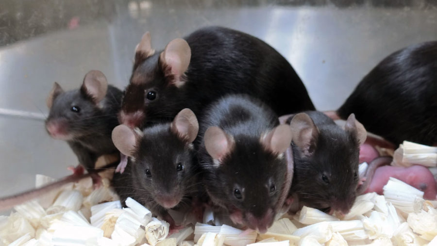 Frozen mouse sperm conceive 8 healthy ‘space pups’