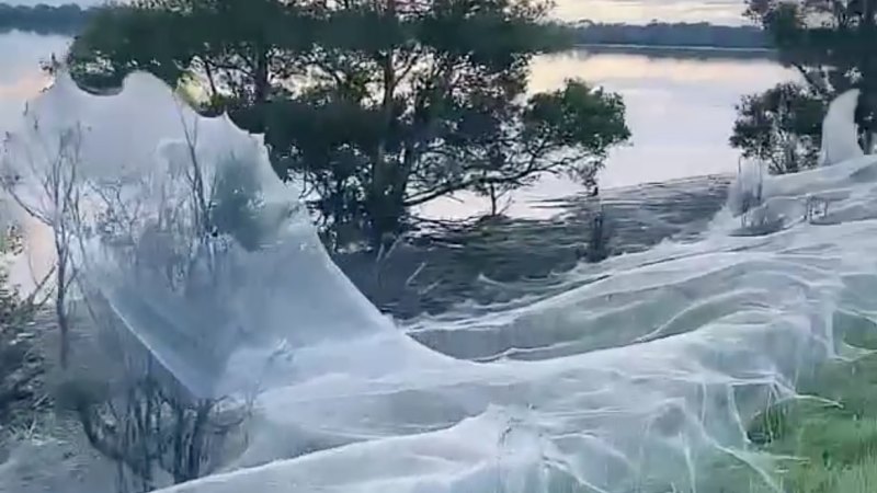 Spider apocalypse' hits Australia covering countryside in eerie