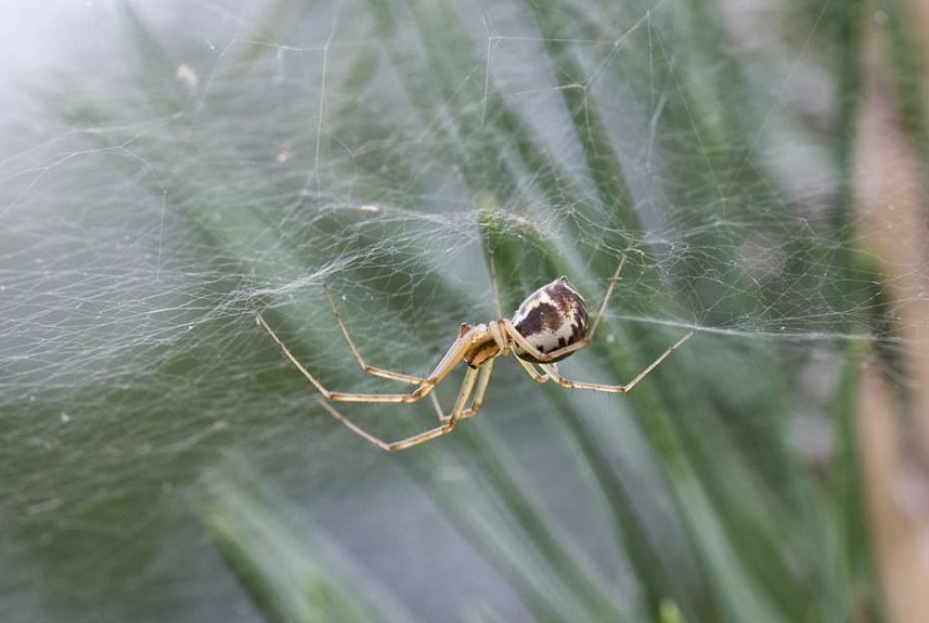 spider webs news that matters odd news stories odd news stories True news