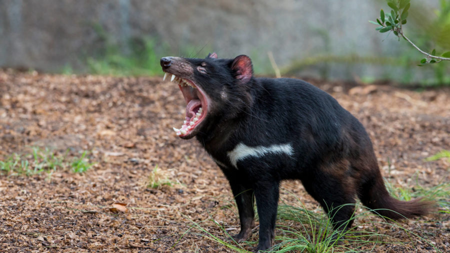 The ecological Tasmanian devil nightmere