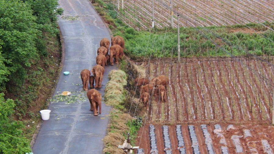 Elephants still gallivanting around China