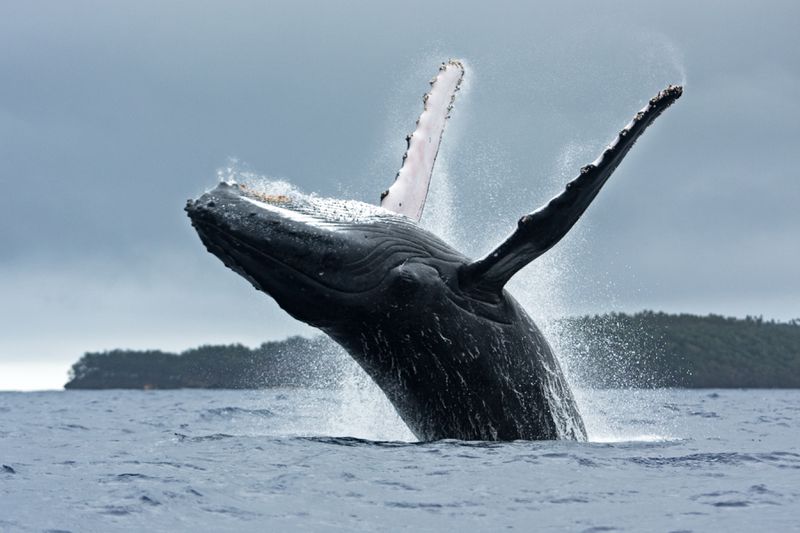 Australian teen in coma after being crushed by whale!