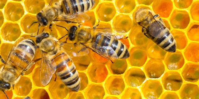 Swarming bees kills man after 100-pound hive found , NWP, follow News Without Politics, bee hive, relevant unbiased news stories