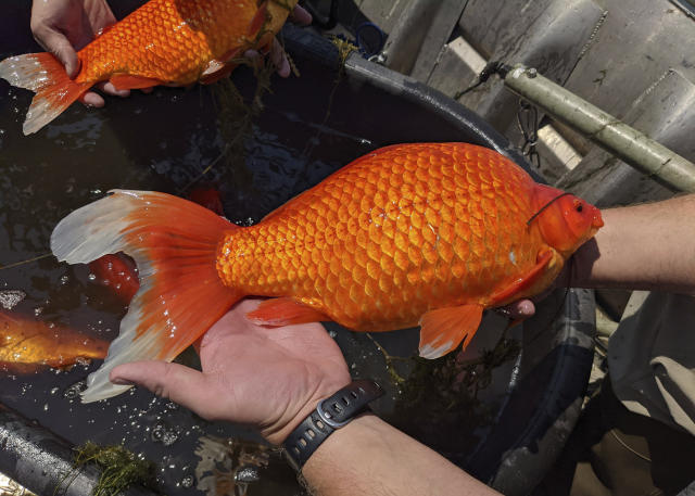 Giant goldfish problem sparks warning