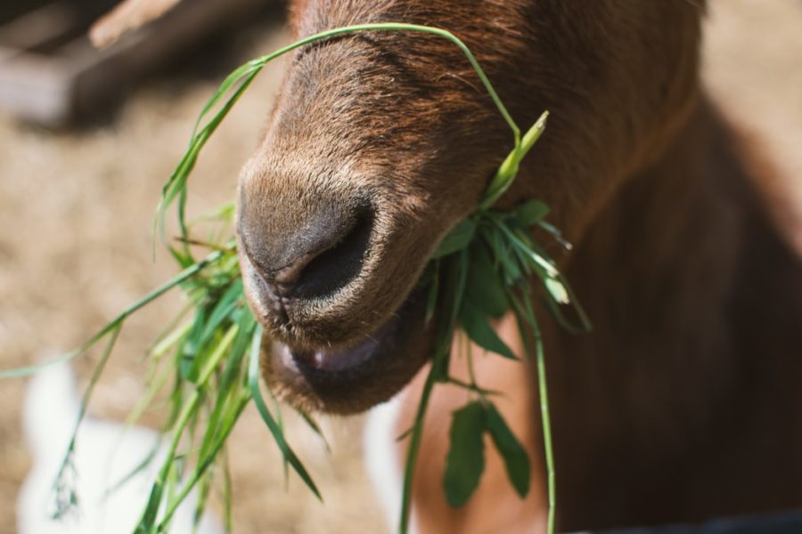 ‘They’re Baaaaack’: Two Dozen Goats Eat Their Way Through New York Park