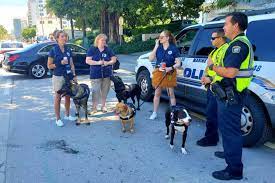 Surfside collapse response dog Teddy now unable to walk- needs help, stay informed with News Without Politics, NWP, unbiased news source, dogs, Miami, condo collapse, rescue dog, rescue dogs