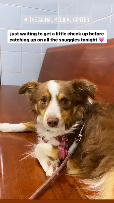 Missing dog found locked in neighbor’s apartment, follow, subscribe, NWP, News Without Politics, dog walker, most news without bias