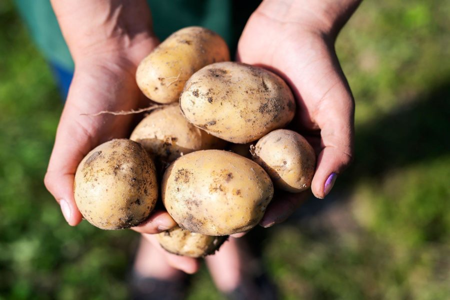 Potato Milk May Be the Most Climate-Friendly Dairy Alternative Yet