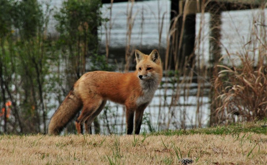 Boy attacked by rabid fox at Busch Gardens!