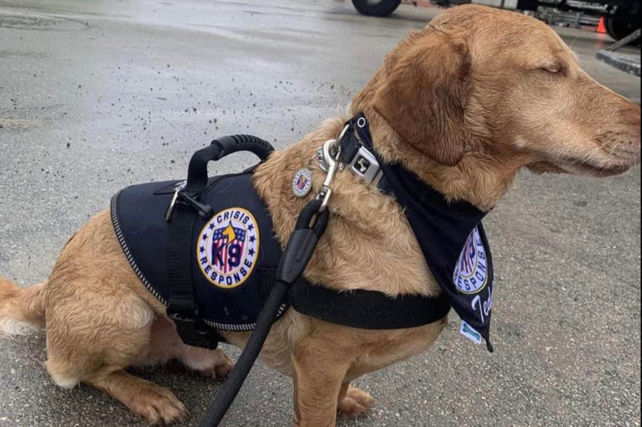Surfside collapse response dog Teddy now unable to walk- needs help