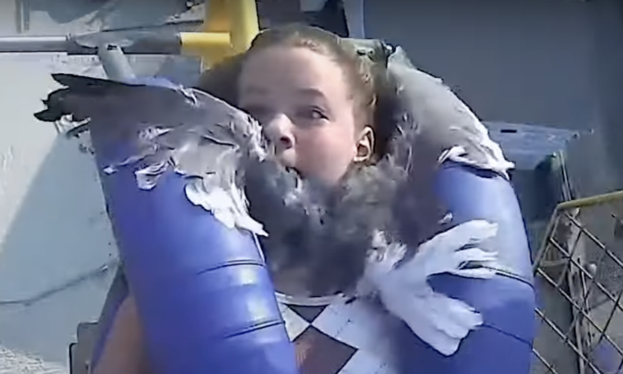 Teen hit in the face by seagull!