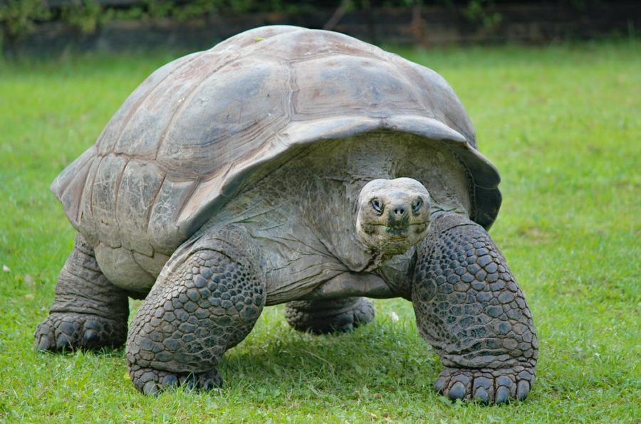 How To Avoid Clashing in Tortoise vs. Hare Relationships , learn more from News Without Politics, NWP, subscribe, psychology, best unbiased news source