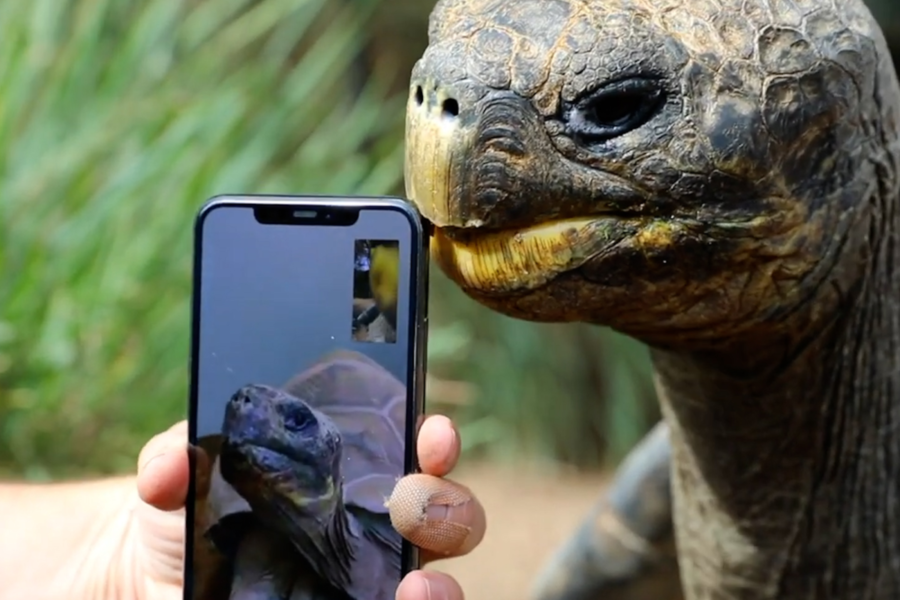 2 endangered Galapagos tortoises fall in love on FaceTime