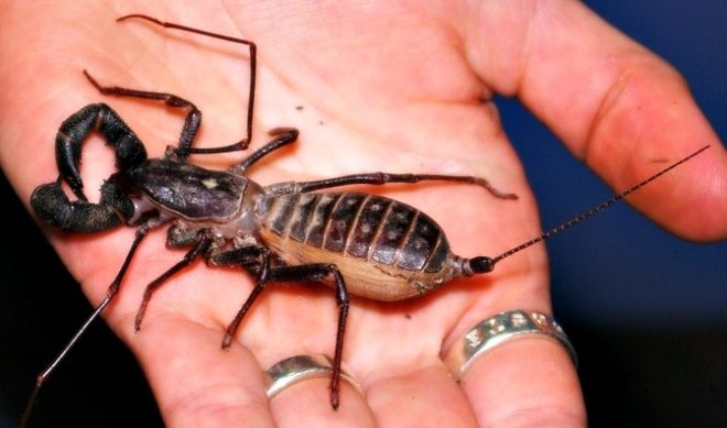 Beware of acid-spraying ‘whip scorpions’