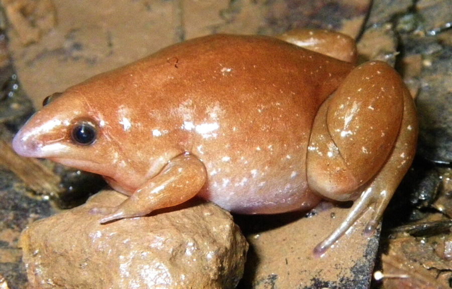 zombie frog discovered non political news stories unbiased