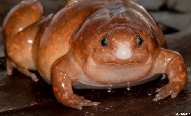 New species discovered: ‘The Zombie Frog’