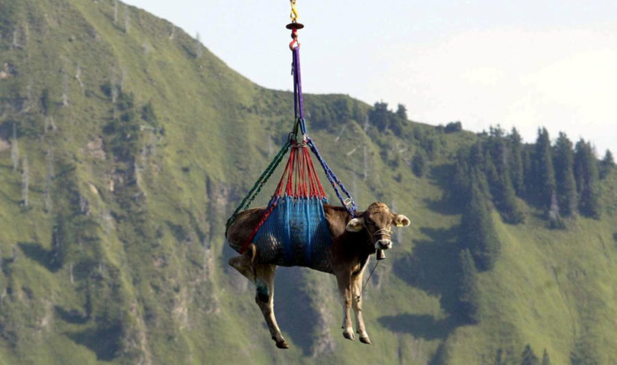 Holy Cow! Bos taurus* airlifted in Swiss Alps