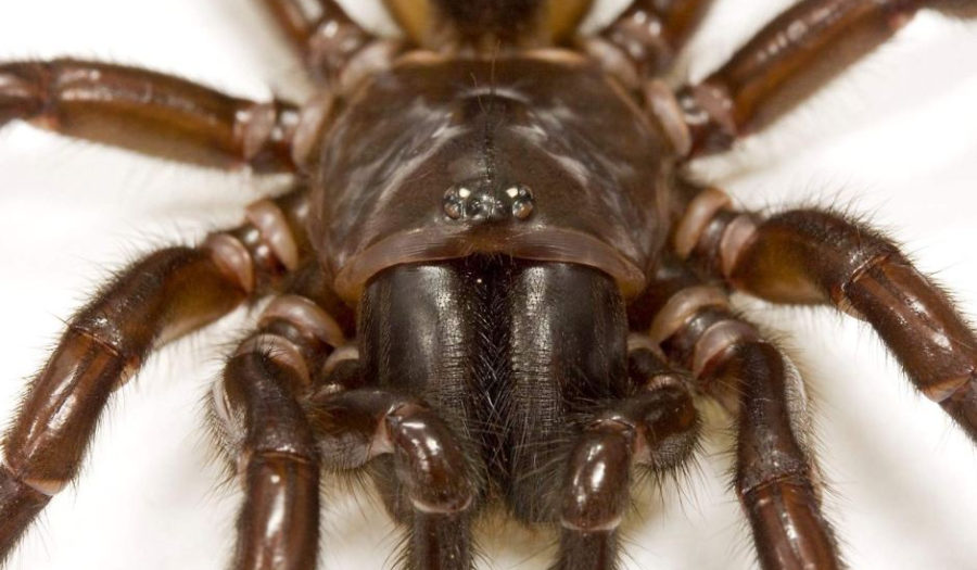 Spider venom may save heart attack victims