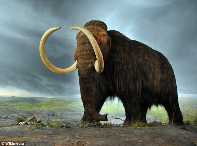 Woolly Mammoth’s epic travels revealed in tusk