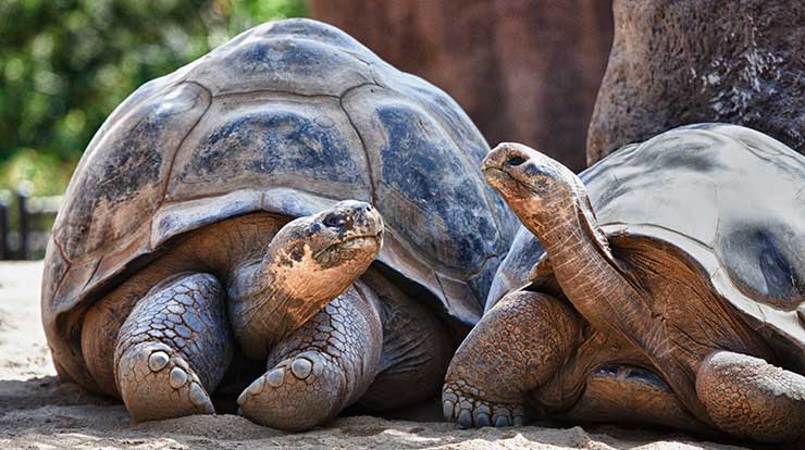 Why do turtles live so long? Fascinating reasons….