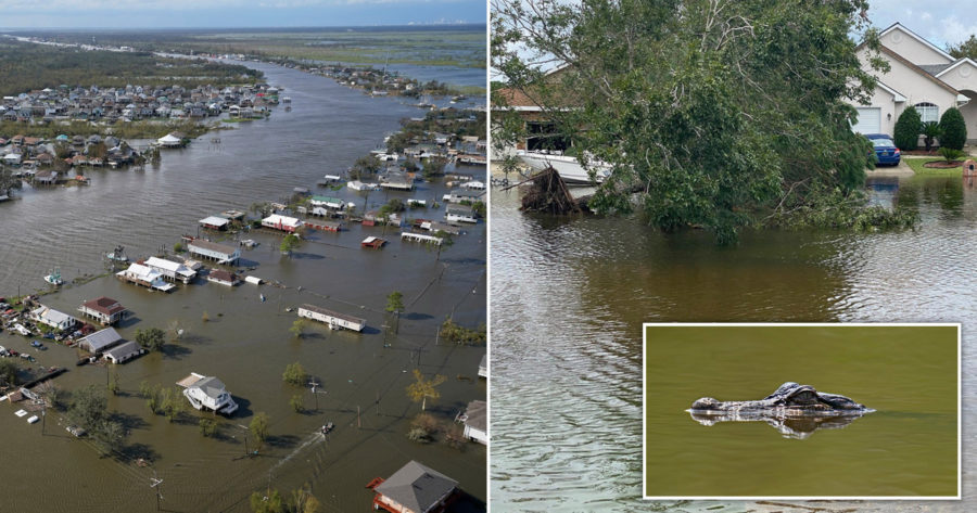 Alligator attack in flooded Louisiana waters after Hurricane Ida!, follow News Without Politics, NWP, subscribe here, tragic news, animals, unbiased news source daily