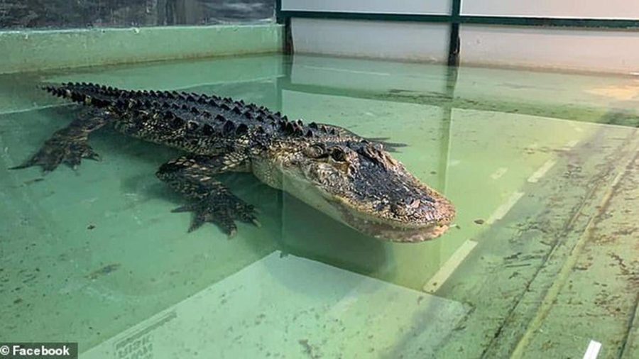 Alligator Handler Recovering After Attack- Daring Rescue