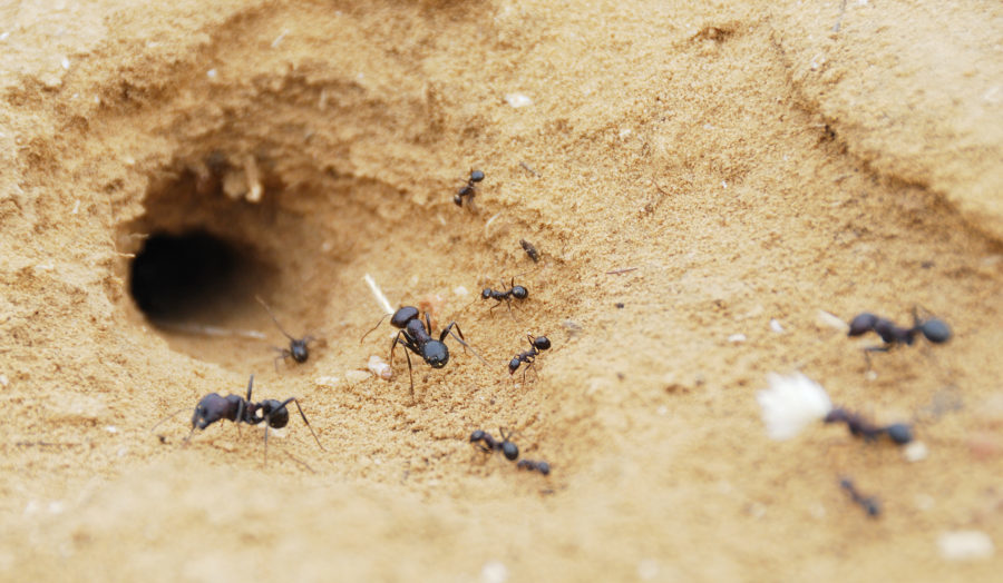 nonpolitical news ants underground cities unbiased news source