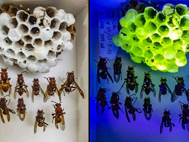 Something Remarkable: This Wasp Nest Glows Green Under UV Light