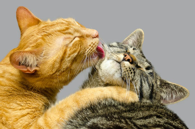 The real reasons cats purr