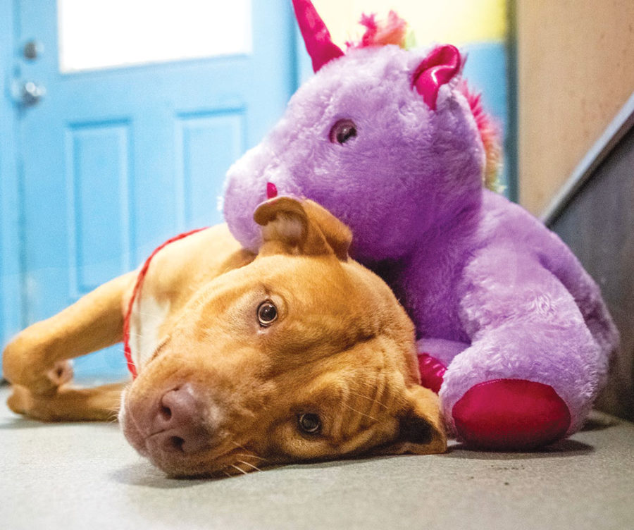 Stray Dog Kept Stealing Unicorn Toy From Dollar General