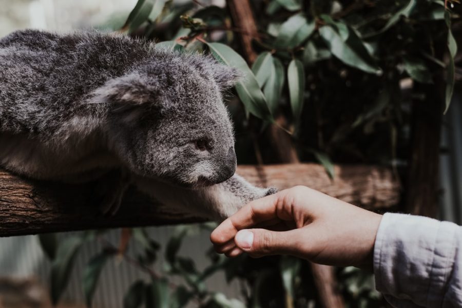 Could a forensic investigator’s worst nightmare be a Koala’s fingerprint?