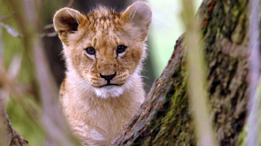 Frozen lion cub discovered intact after thousands of years