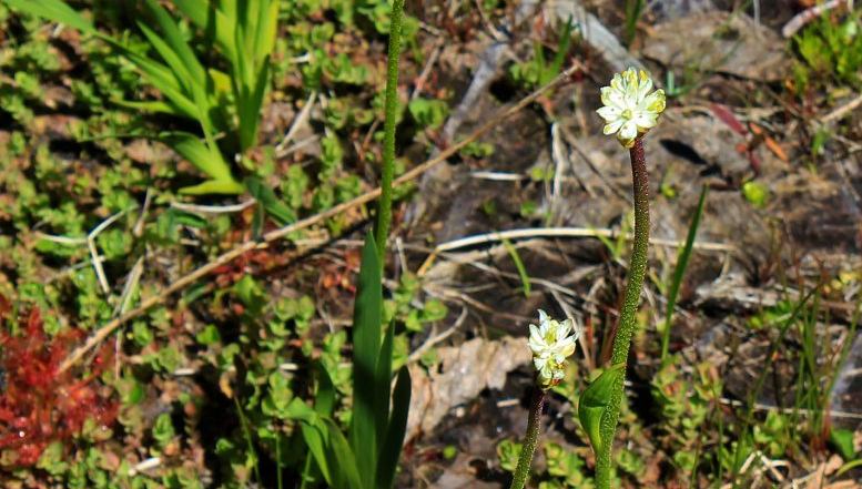 New carnivorous insect eating plant discovered