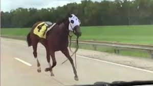 Bold and Bossy racehorse runs from her mission