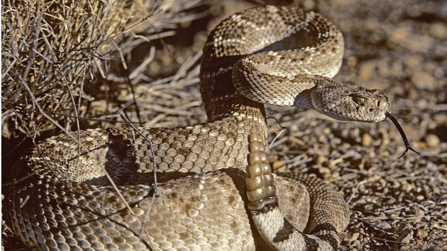 Why does a rattlesnake’s sound fool human ears?