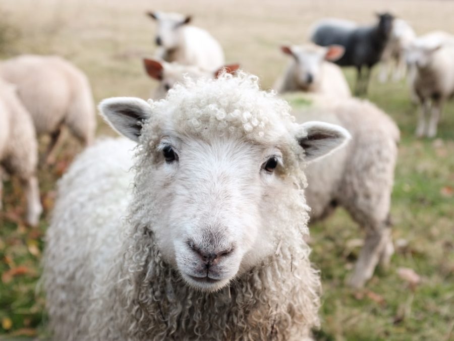 This Australian Farmer Isn’t Sheepish About Showing Love For His Late Aunt