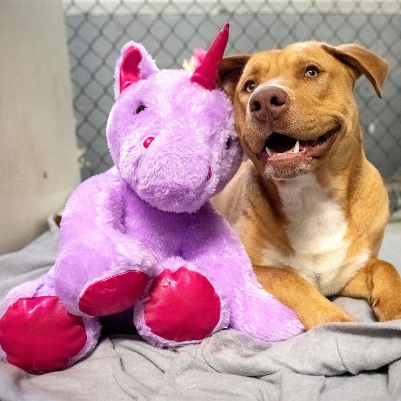 Stray Dog Kept Stealing Unicorn Toy From Dollar General, dog, dogs, animal shelter, follow News Without Politics, NWP, subscribe here, best news without bias