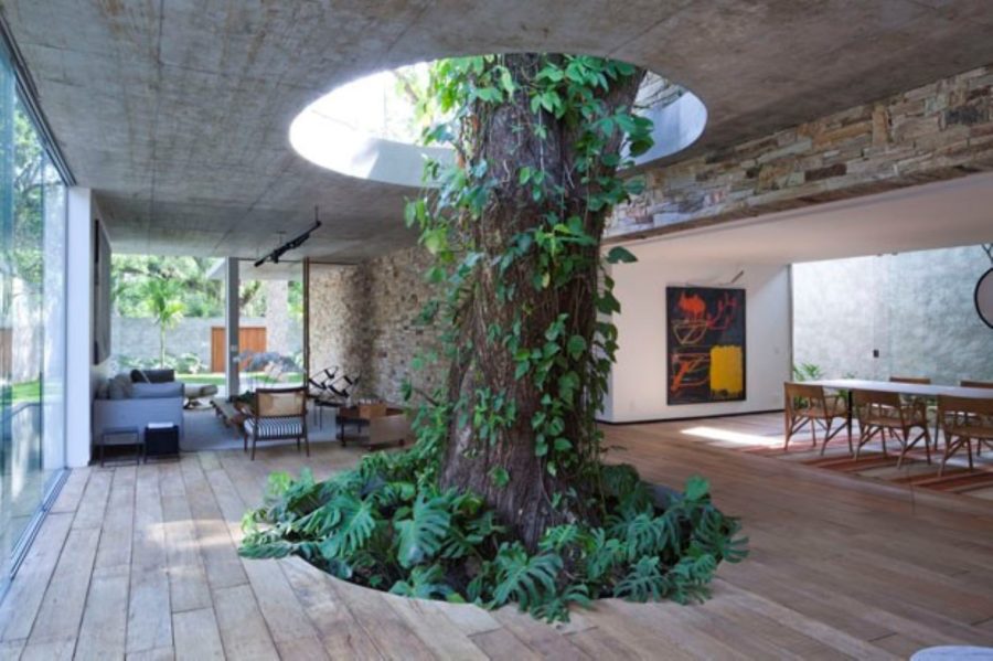 Plant a Tree Inside Your House or Build Around One!