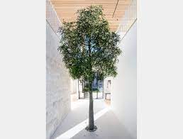 Plant a Tree Inside Your House or Build Around One! , stay informed with News Without Politics, NWP, subscribe, interior design, house design, environment news without bias