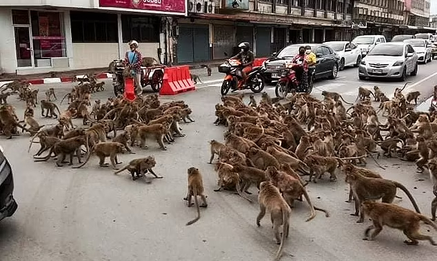 Wild monkey gangs shock drivers in Thailand