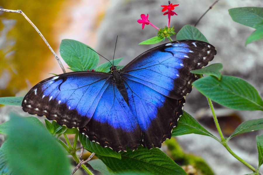 What makes the color blue so rare in nature?