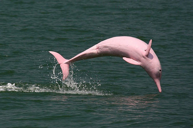 Where can you see pink dolphins?